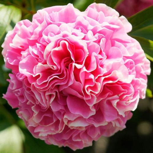 Carnation Bouquet upr